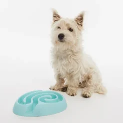 BUSTER DogMaze, turkis