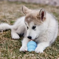 KONG Puppy
