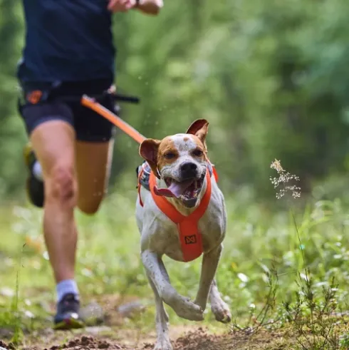 Non-stop Dogwear Freemotion Harness 5.0